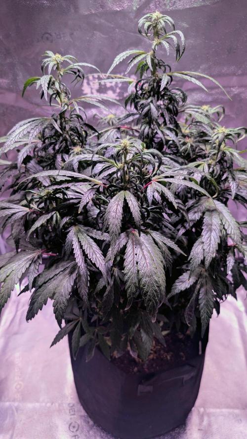 SmartGrow2025. Week 13