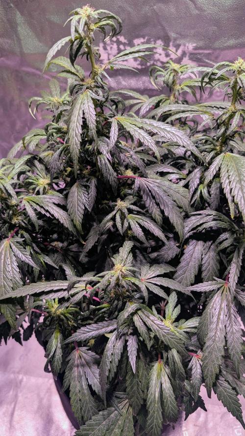 SmartGrow2025. Week 13