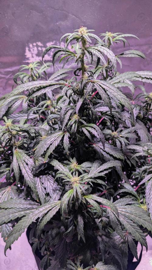 SmartGrow2025. Week 13