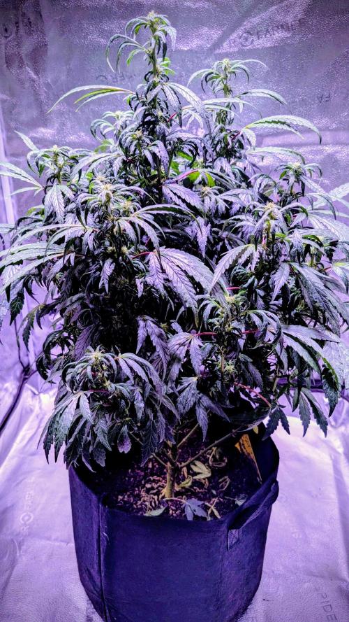 SmartGrow2025. Week 13