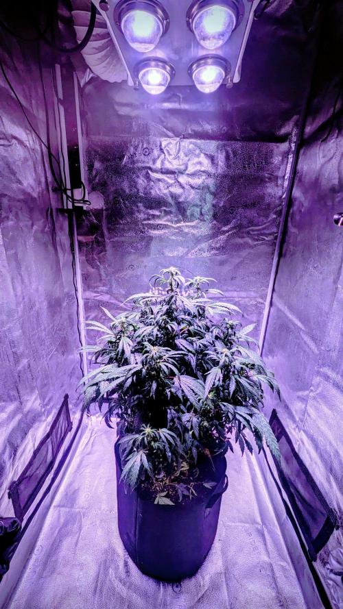 SmartGrow2025. Week 13