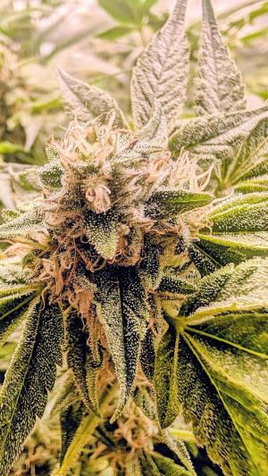 Comment by DeutschFarming2025 photo #1