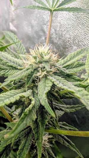 Comment by DeutschFarming2025 photo #5