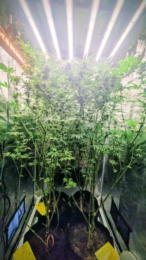 Comment by DeutschFarming2025 photo #4