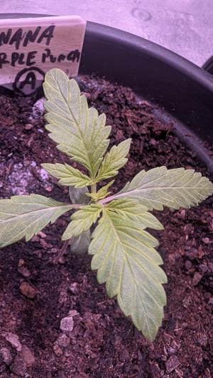 Comment by DeutschFarming2025 photo #4