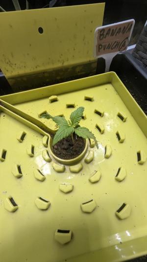 Comment by DeutschFarming2025 photo #1