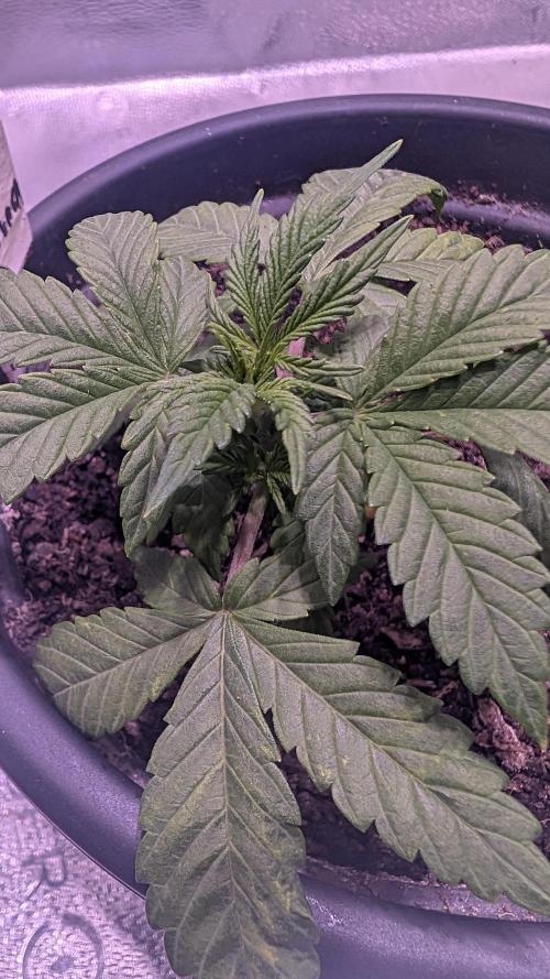 SmartGrowingFastBuds. Week 2 - Banana Purple Punch Auto RF3