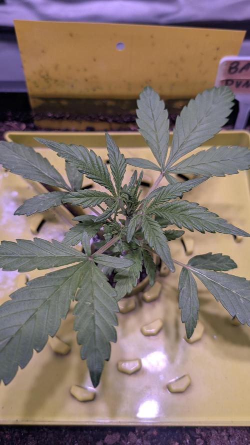 SmartGrowingFastBuds. Week 2 - Banana Purple Punch Auto RF3