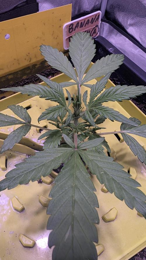 SmartGrowingFastBuds. Week 2 - Banana Purple Punch Auto RF3