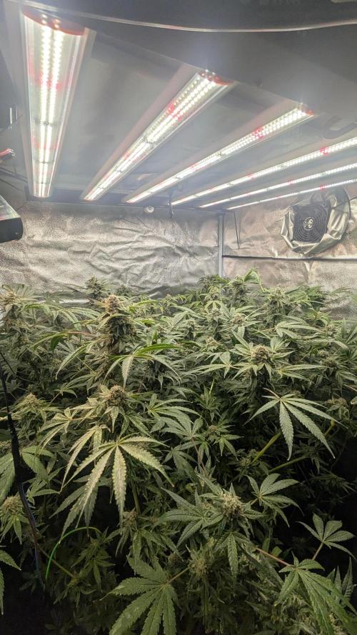 SmartGrow2025. Week 14 - Lemon Cherry Runtz. ,,,Papayton.....Biscotti Gelato