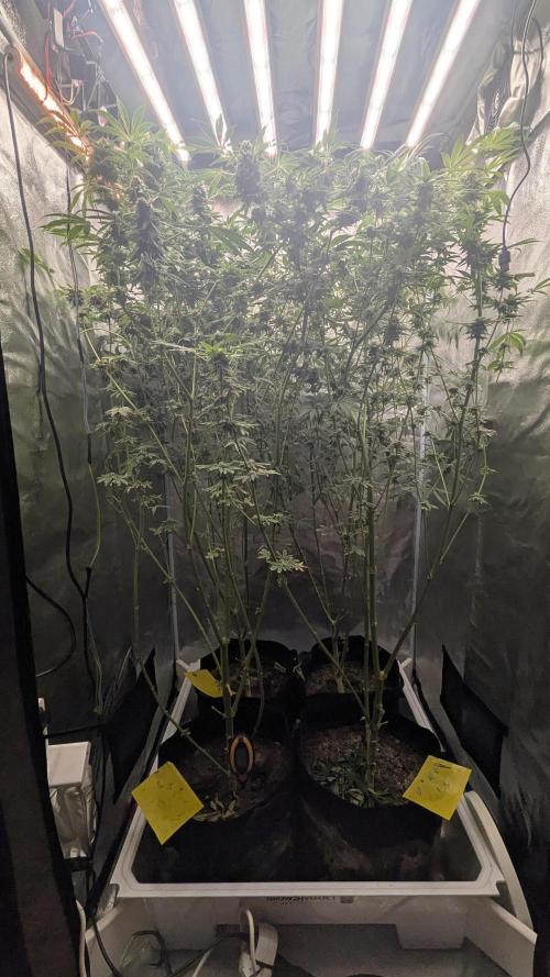 SmartGrow2025. Week 14 - Lemon Cherry Runtz. ,,,Papayton.....Biscotti Gelato