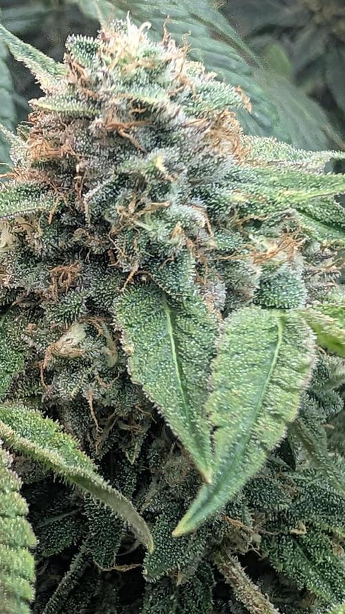 SmartGrow2025. Week 14