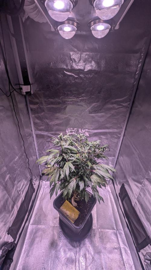 SmartGrow2025. Week 14