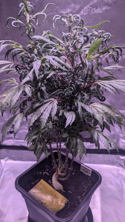 SmartGrow2025. Week 14