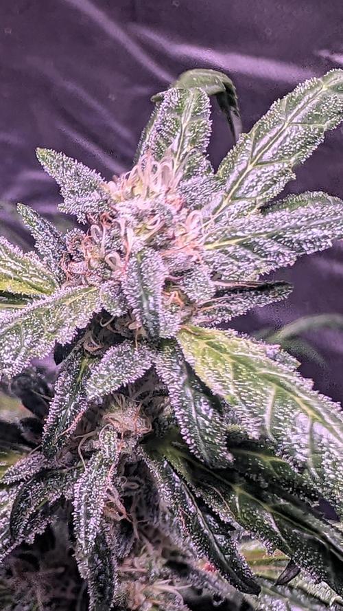 SmartGrow2025. Week 14