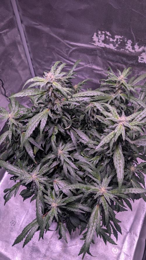 SmartGrow2025. Week 14