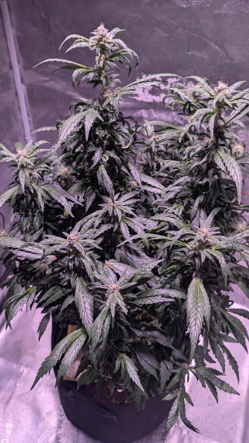 SmartGrow2025. Week 14