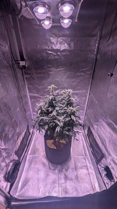 SmartGrow2025. Week 14
