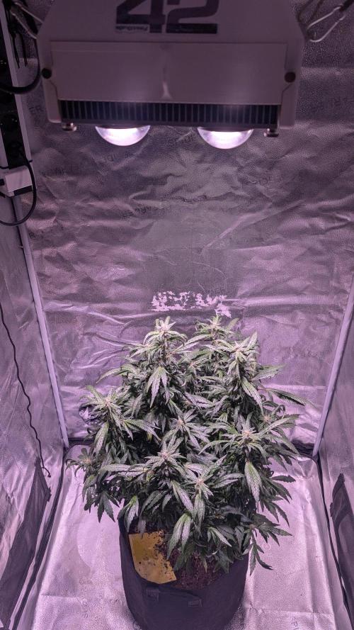 SmartGrow2025. Week 14