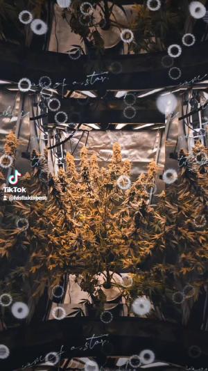 Comment by DeutschFarming2025 photo #3