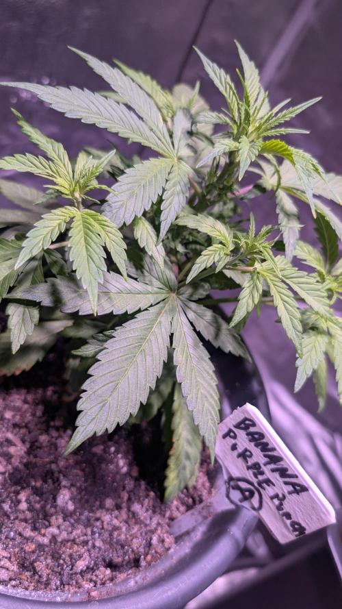 SmartGrowingFastBuds. Week 3