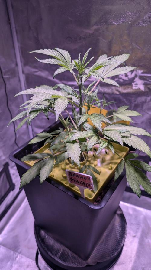 SmartGrowingFastBuds. Week 3