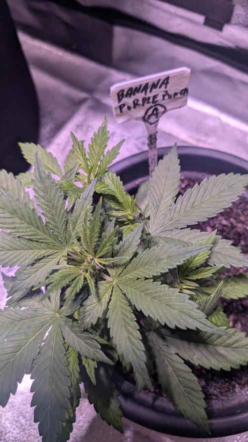 SmartGrowingFastBuds. Week 3