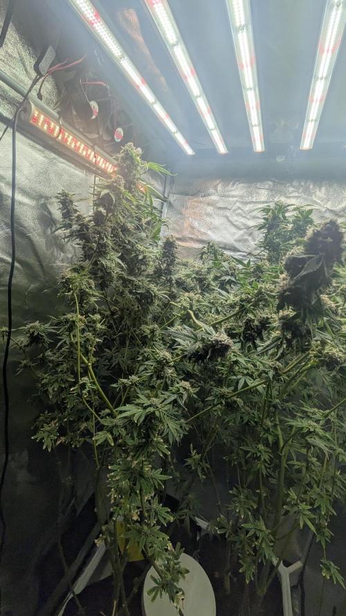 SmartGrow2025. Week 15 - Happy and Merry Christmas FastBuds 2025
