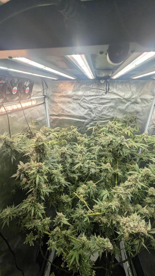 SmartGrow2025. Week 15 - Happy and Merry Christmas FastBuds 2025