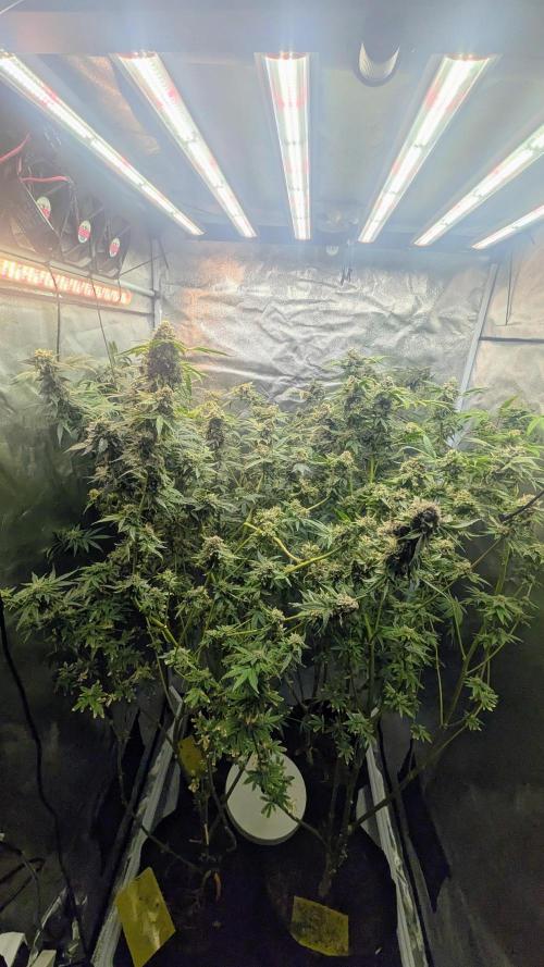 SmartGrow2025. Week 15 - Happy and Merry Christmas FastBuds 2025