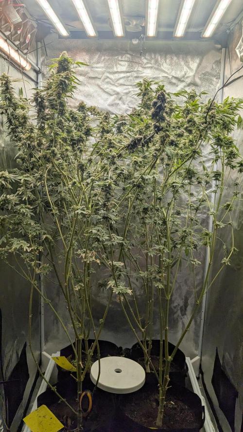 SmartGrow2025. Week 15 - Happy and Merry Christmas FastBuds 2025