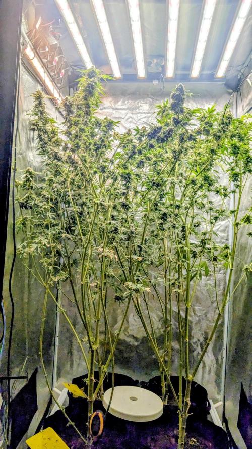 SmartGrow2025. Week 15 - Happy and Merry Christmas FastBuds 2025