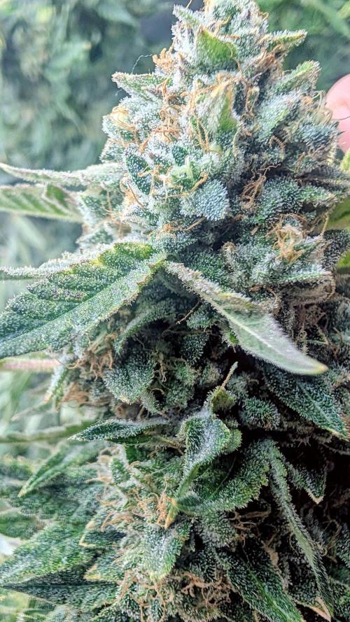 SmartGrow2025. Week 15 - Happy and Merry Christmas FastBuds 2025