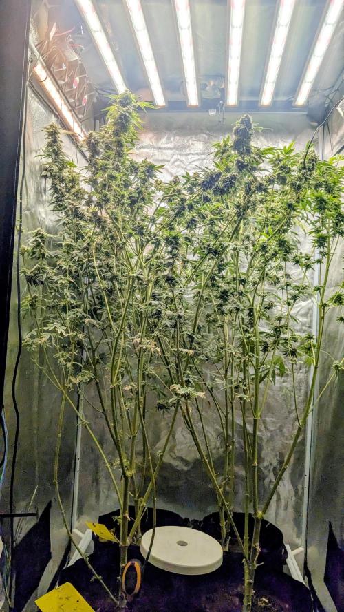 SmartGrow2025. Week 15 - Happy and Merry Christmas FastBuds 2025
