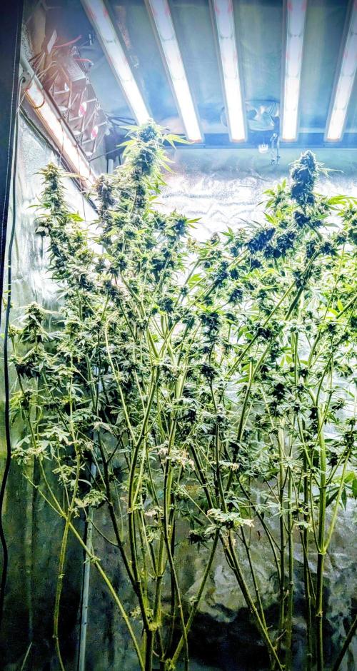 SmartGrow2025. Week 15 - Happy and Merry Christmas FastBuds 2025