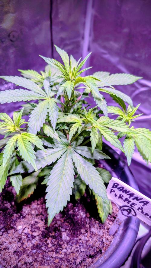 SmartGrow2025. Week 15 - Happy and Merry Christmas FastBuds 2025