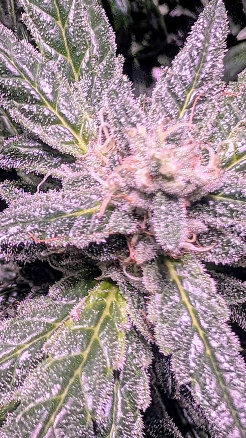 SmartGrow2025. Week 15 - Happy and Merry Christmas FastBuds 2025