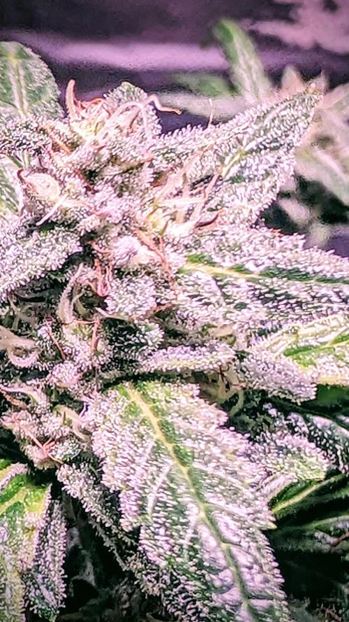 SmartGrow2025. Week 15 - Happy and Merry Christmas FastBuds 2025