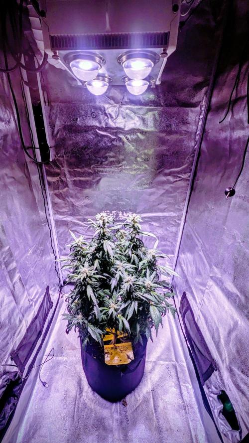 SmartGrow2025. Week 15 - Happy and Merry Christmas FastBuds 2025