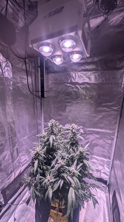 SmartGrow2025. Week 15 - Happy and Merry Christmas FastBuds 2025