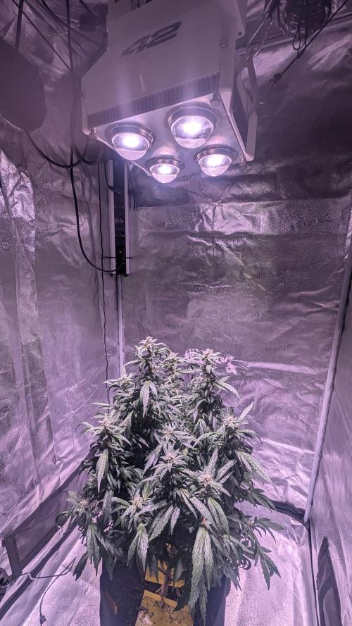 SmartGrow2025. Week 15 - Happy and Merry Christmas FastBuds 2025