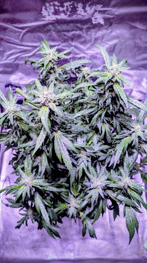 SmartGrow2025. Week 15 - Happy and Merry Christmas FastBuds 2025