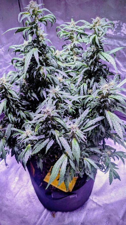 SmartGrow2025. Week 15 - Happy and Merry Christmas FastBuds 2025