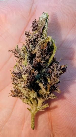 Comment by DeutschFarming2025 photo #2