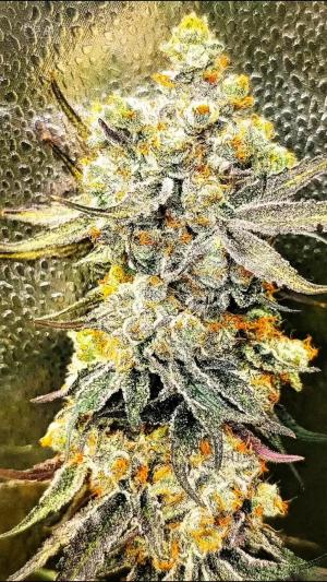 Comment by DeutschFarming2025 photo #3