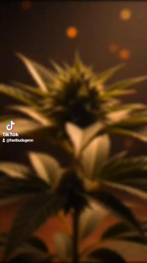 Comment by DeutschFarming2025 photo #1