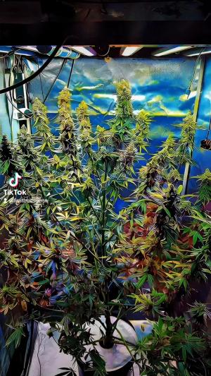 Comment by DeutschFarming2025 photo #3