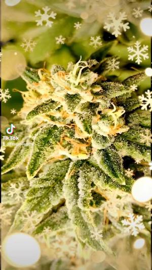 Comment by DeutschFarming2025 photo #1