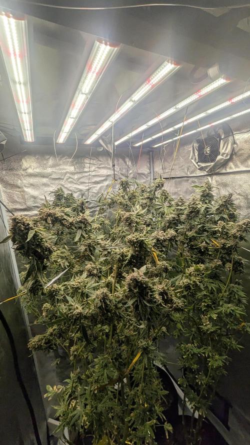 SmartGrow2025. Week 16 - Mary Christmas 