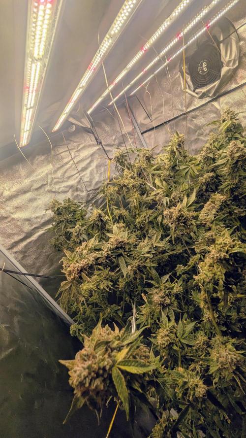 SmartGrow2025. Week 16 - Mary Jane 